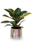 Garden Croton in a Designer Ceramic Pot